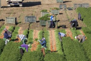 Andalucía insiste en rebajar un 35% los módulos de IRPF para agricultores tras ser ignorada por el Gobierno