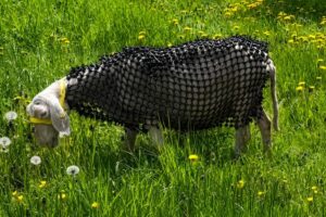 Un ganadero austriaco pone cotas de malla a sus ovejas para frenar al lobo y acaba denunciado