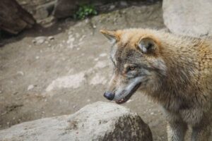El sector ganadero denuncia que el MITECO lo excluye de la gestión del lobo