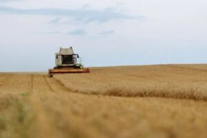 ASAJA estima que España perderá un tercio de su cosecha de cereales respecto a 2025