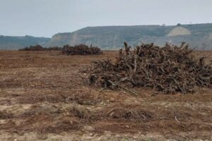 El viñedo español no puede esperar más: las organizaciones agrarias exigen un plan de arranque urgente