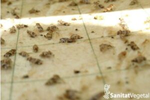 Aviso de tratamiento urgente contra la polilla del racimo en Castellón y la Vall d’Albaida