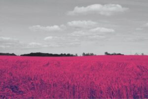 Cuatro años en rojo: los cerealistas franceses estallan ante la falta de ayudas