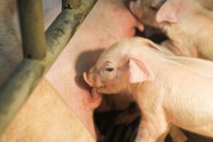 La cabaña porcina de Estados Unidos se estabiliza a la baja