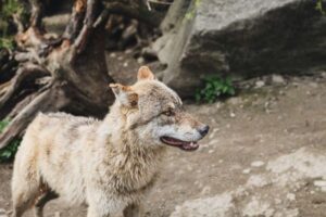 ¿Están divididas las consejerías vascas en la gestión del lobo?