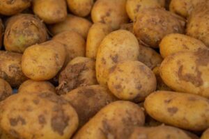 El norte de Europa recorta drásticamente sus siembras de patata tras un año ruinoso