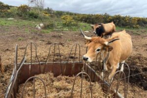 De 51.986 cabezas a cero en un año: el golpe marroquí al vacuno de carne español