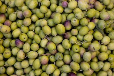 Las exportaciones de aceituna de mesa caen un 9 % pese a subir los precios