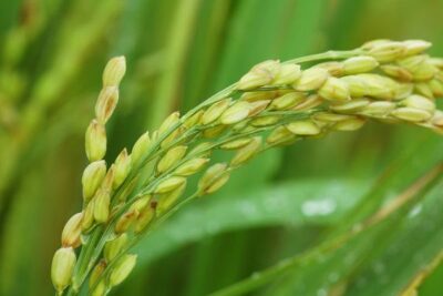 Otros 35 fitosanitarios menos y ninguna alternativa para el arroz