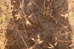 El granizo daña más de 1.200 hectáreas de cereal y almendro en Los Vélez