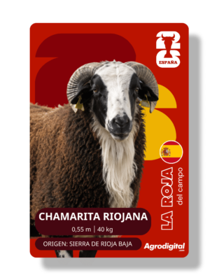 Oveja Chamarita Riojana | 0,55 m · 40 kg | Sierra de Rioja Baja
