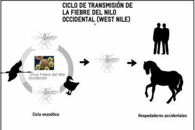 Confirmados los tres primeros casos de Fiebre del Nilo Occidental en aves silvestres en 2026