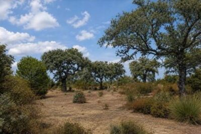 Un índice agrícola ayuda a detectar el estrés hídrico en la encina