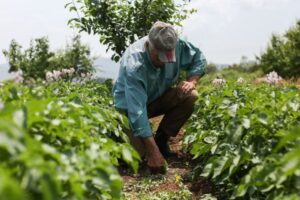 El paro agrario interanual cae más de un 11% en junio