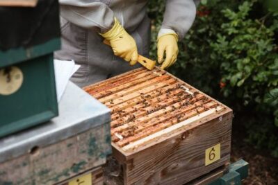 La UE aprueba el primer aditivo alimentario para abejas melíferas