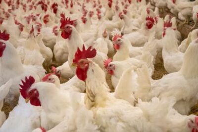 Convocadas ayudas por salmonelosis en avicultura en la C. Valenciana