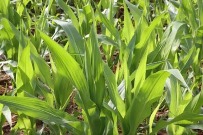 «No se puede curar sin medicinas», la advertencia de UPA sobre sanidad vegetal