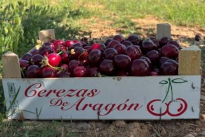 Un diferencial del 515%: la brecha que denuncia UAGA-COAG en el melocotón