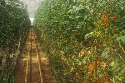 Almería cierra una campaña hortofrutícola con menos producción y costes al alza