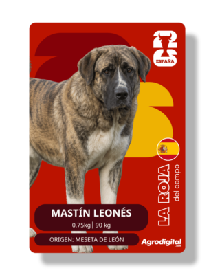Mastín Leonés | 0,75 m · 90 kg | Meseta de León