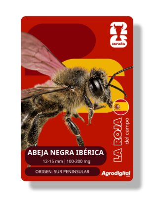 Abeja Negra Ibérica | 12-15 mm · 100-200 mg | Península Ibérica