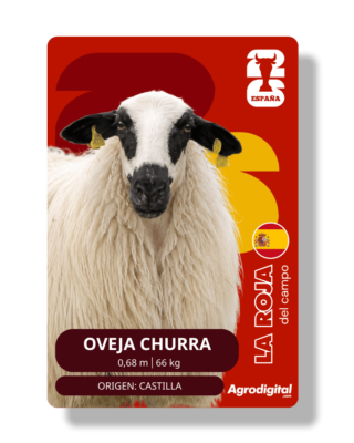 Oveja Churra | 0,81 m · 66 kg | Castilla