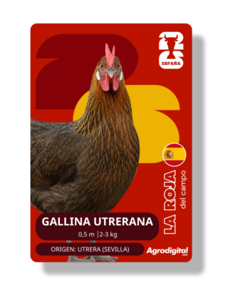 Gallina Utrerana | 0,50 m · 2-3 kg | Utrera (Sevilla)