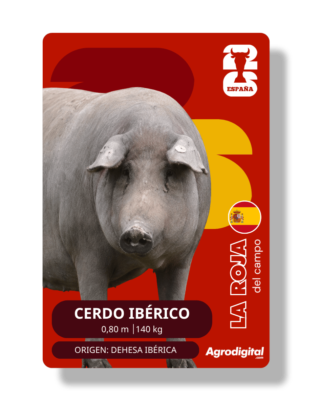 Cerdo Ibérico | 0,80 m · 140 kg | Dehesa Ibérica