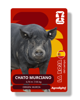 Chato Murciano | 0,70 m · 135 kg | Murcia