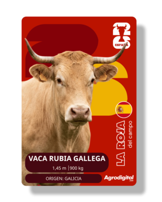 Vaca Rubia Gallega | 1,45 m · 900 kg | Galicia