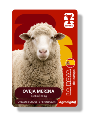Oveja Merina | 0,70 m · 80 kg | Suroeste peninsular