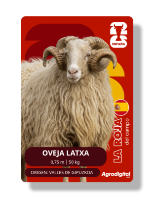 Oveja Latxa | 0,75 m · 65 kg | Valles de Gipuzkoa (País Vasco)