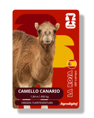 Camello canario | 1,84 m · 490 kg | Fuerteventura (Canarias)