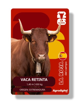 Vaca Retinta | 1,40 m · 650 kg | Extremadura