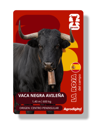 Vaca Avileña-Negra Ibérica | 1,40 m · 600 kg | Centro peninsular