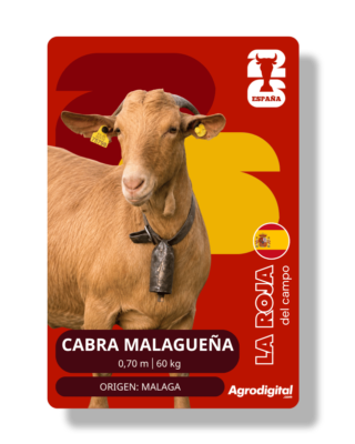 Cabra Malagueña | 0,70 m · 60 kg | Málaga