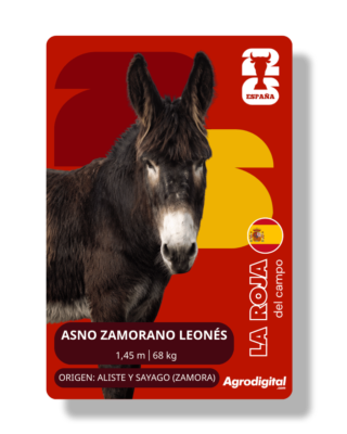 Asno Zamorano-Leonés | 1,45 m · 368 kg | Aliste y Sayago (Zamora)