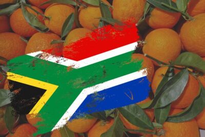 Siete meses sin respuesta: la C. Valenciana reclama a Cuerpo actuar ante los cítricos sudafricanos