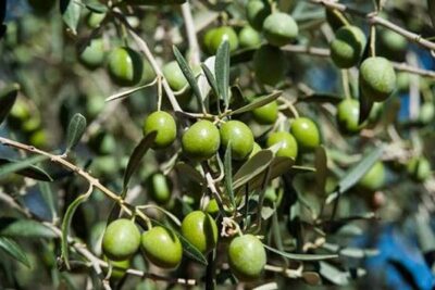 Manzanilla Cacereña: UPA-UCE pide a la Junta que inspeccione los precios de compra