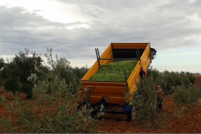 La aceituna de mesa toca los 1,23 €/kg de coste y las organizaciones piden inspecciones ya