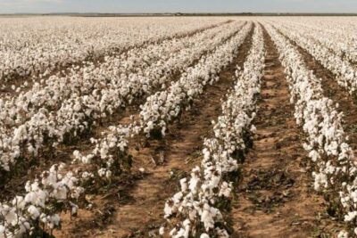 La campaña del algodón en Córdoba arranca con un 8% menos de superficie y mejores rendimientos