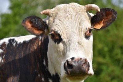 Unión de Uniones pide a los ganaderos que negocien una subida del precio de la leche