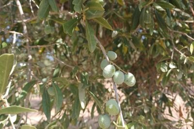 El aceite de oliva cae un 15% sin que haya arrancado aún la cosecha valenciana