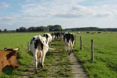 El bienestar animal podría depender más de la gestión de la explotación que del sistema de alojamiento