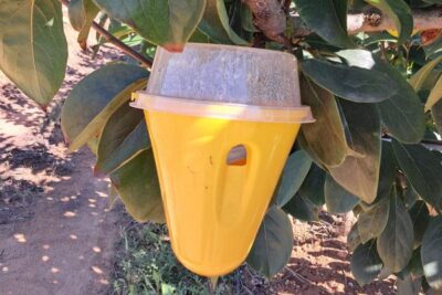 Robadas más de un millar de trampas de la mosca de la fruta en Valencia