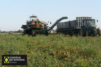 Las cooperativas extremeñas no recomendarán sembrar tomate para industria si el precio no cubre costes