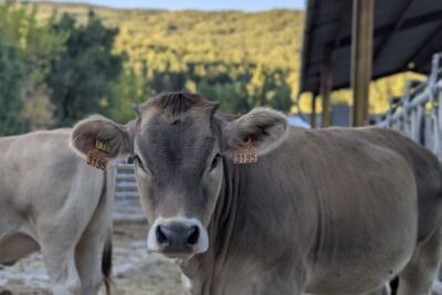 ¿Cómo se repuebla una granja tras el vaciado sanitario? El caso de Borrastre