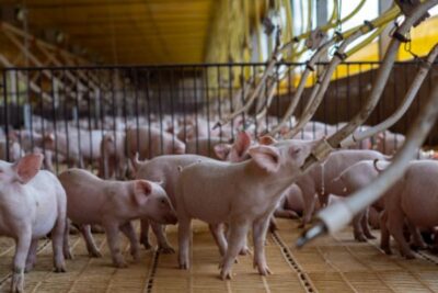 Varios estados alemanes piden una exención de 20 años para las nuevas explotaciones ganaderas