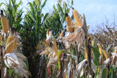 El USDA apunta cosecha récord de soja y la segunda mejor de maíz